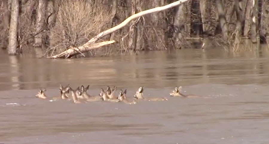 deer cross flooded river