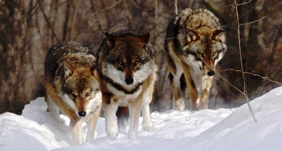 Oregon Wolf Population