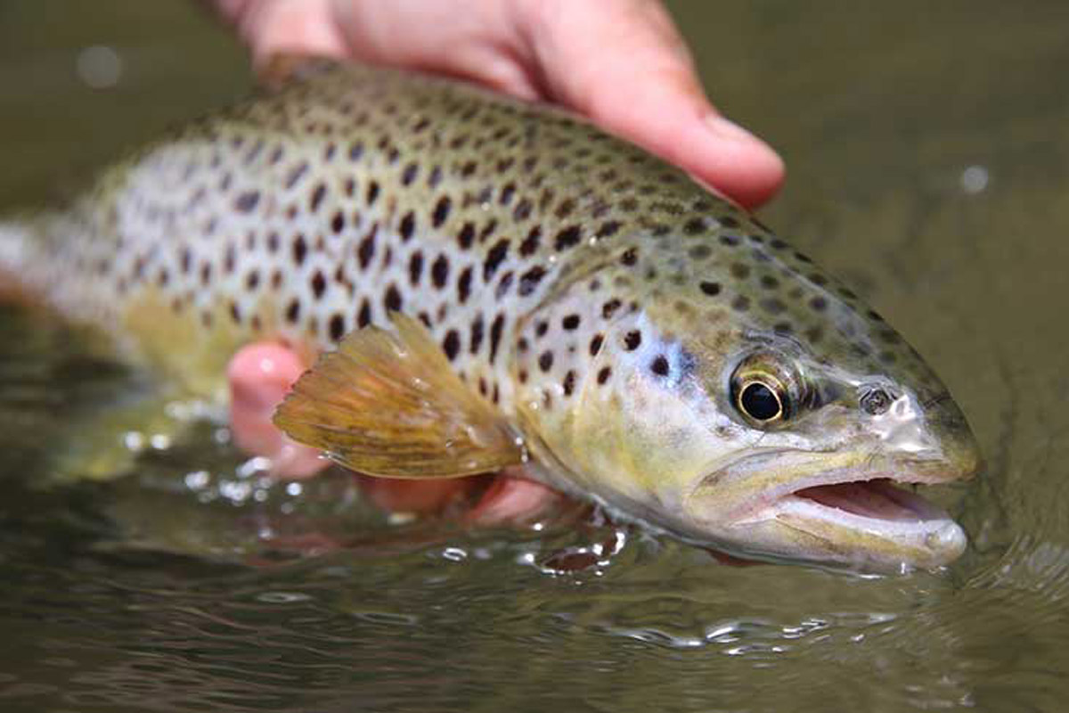 10 Best Trout Lures for American Rivers and Streams