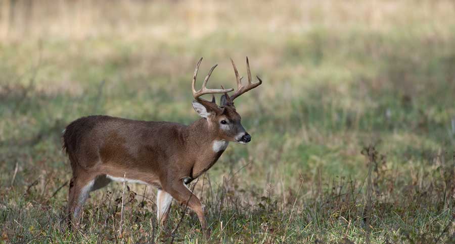 Whitetail Report