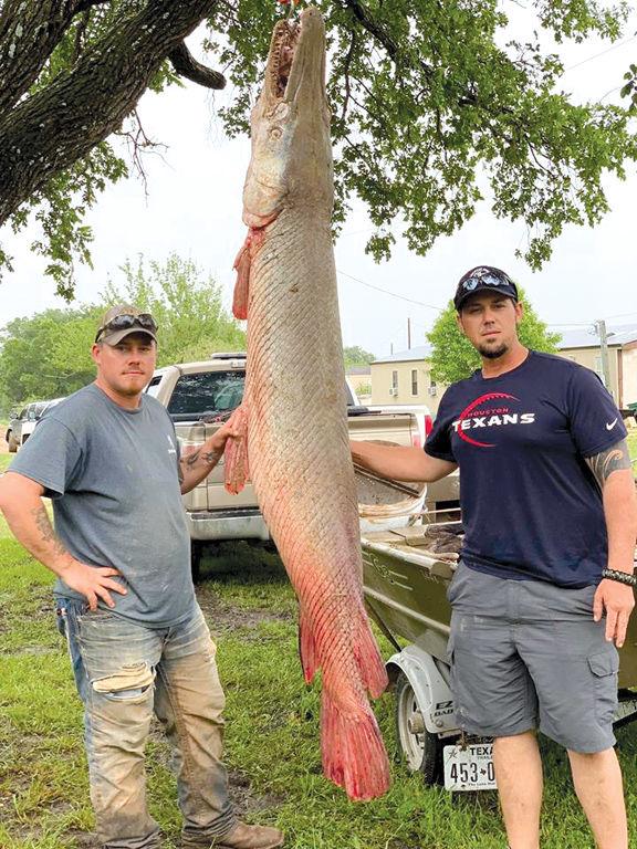 ALLIGATOR GAR