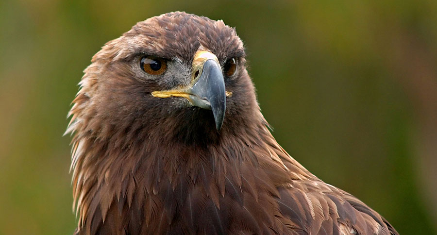 golden eagle