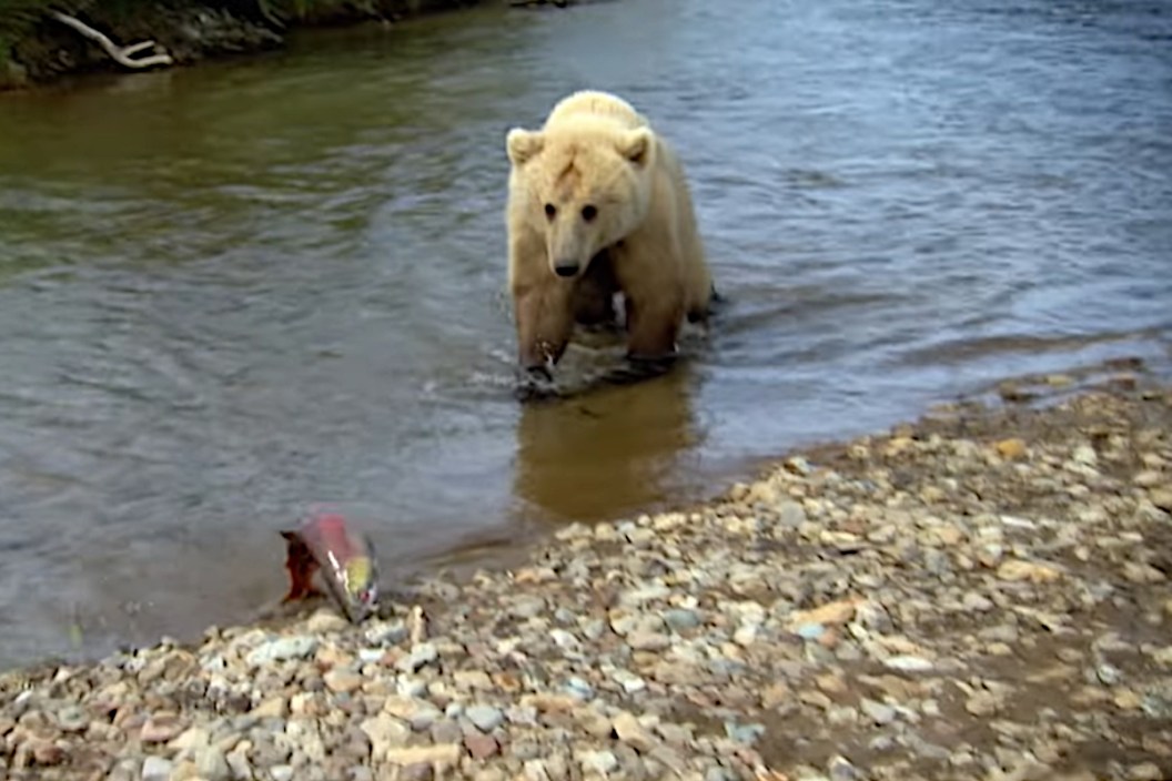 Grizzly Steals Salmon