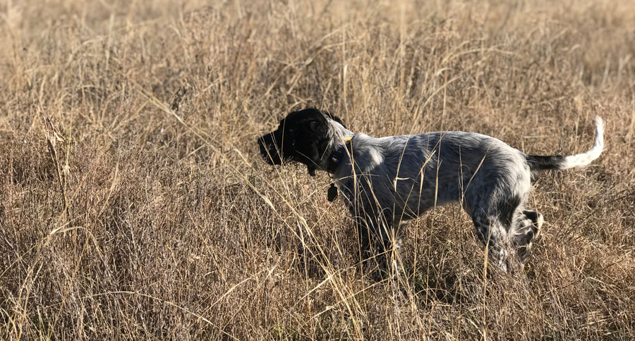 getting a hunting puppy