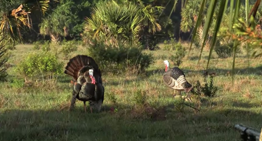 osceola turkey