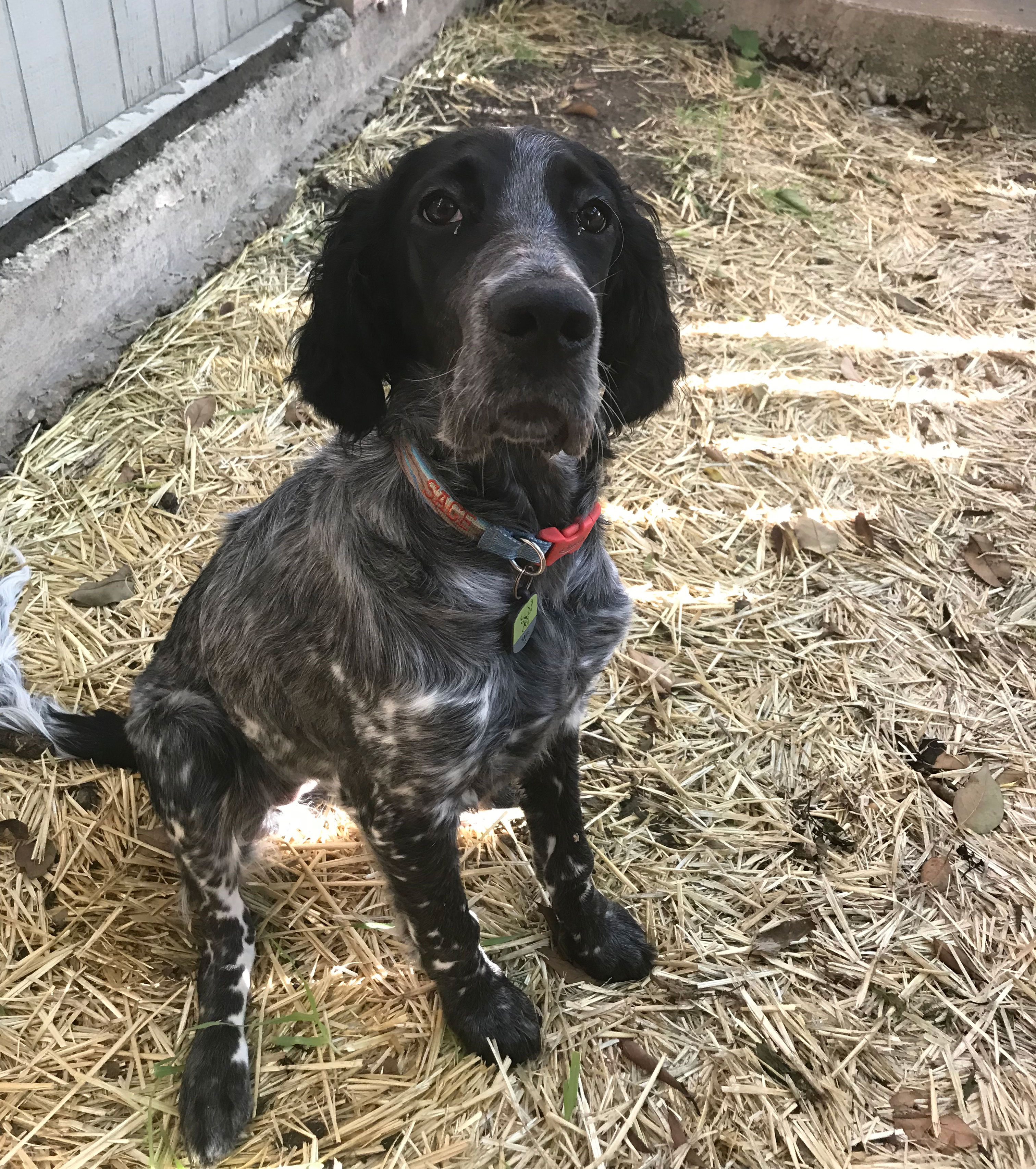 getting a hunting puppy