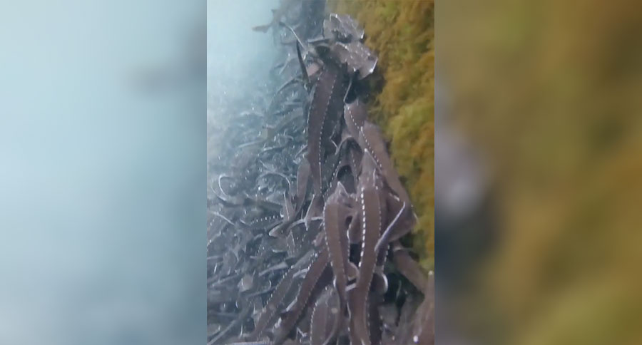sturgeon
