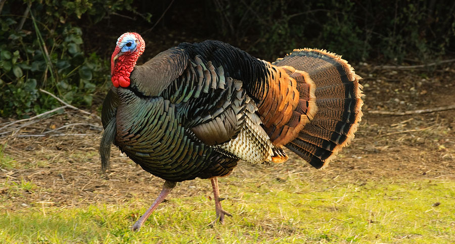 turkey
