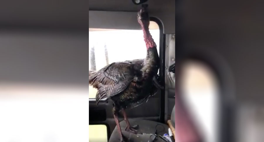 turkey in car