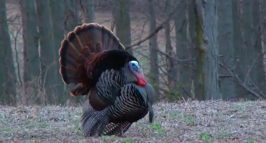 eastern wild turkey