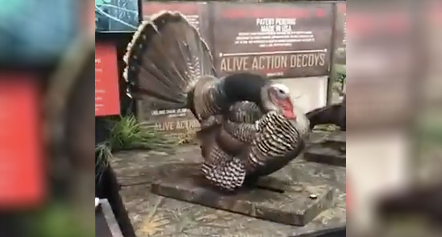 turkey decoy