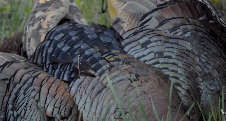 Turkey