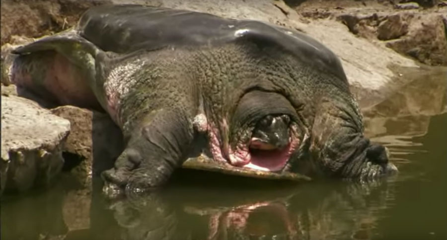 Yangtze giant softshell turtles