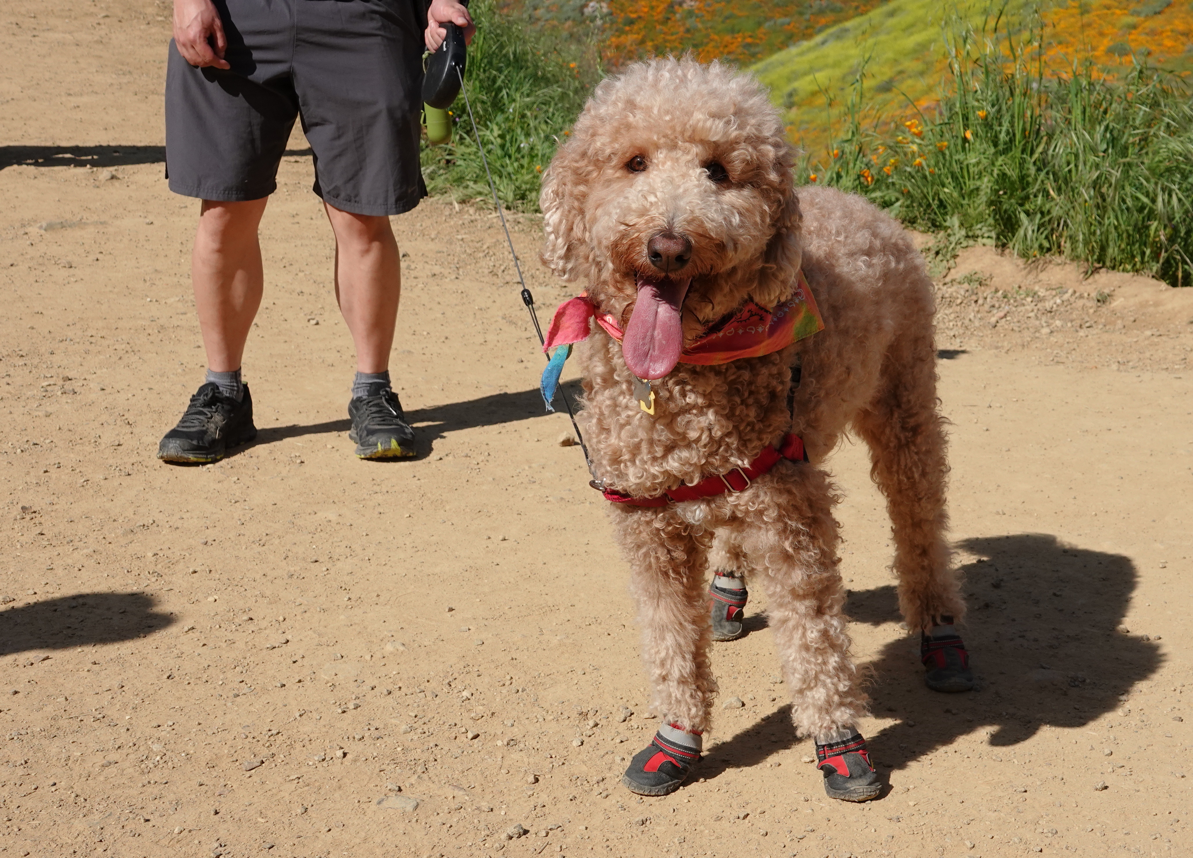 Dog Boots