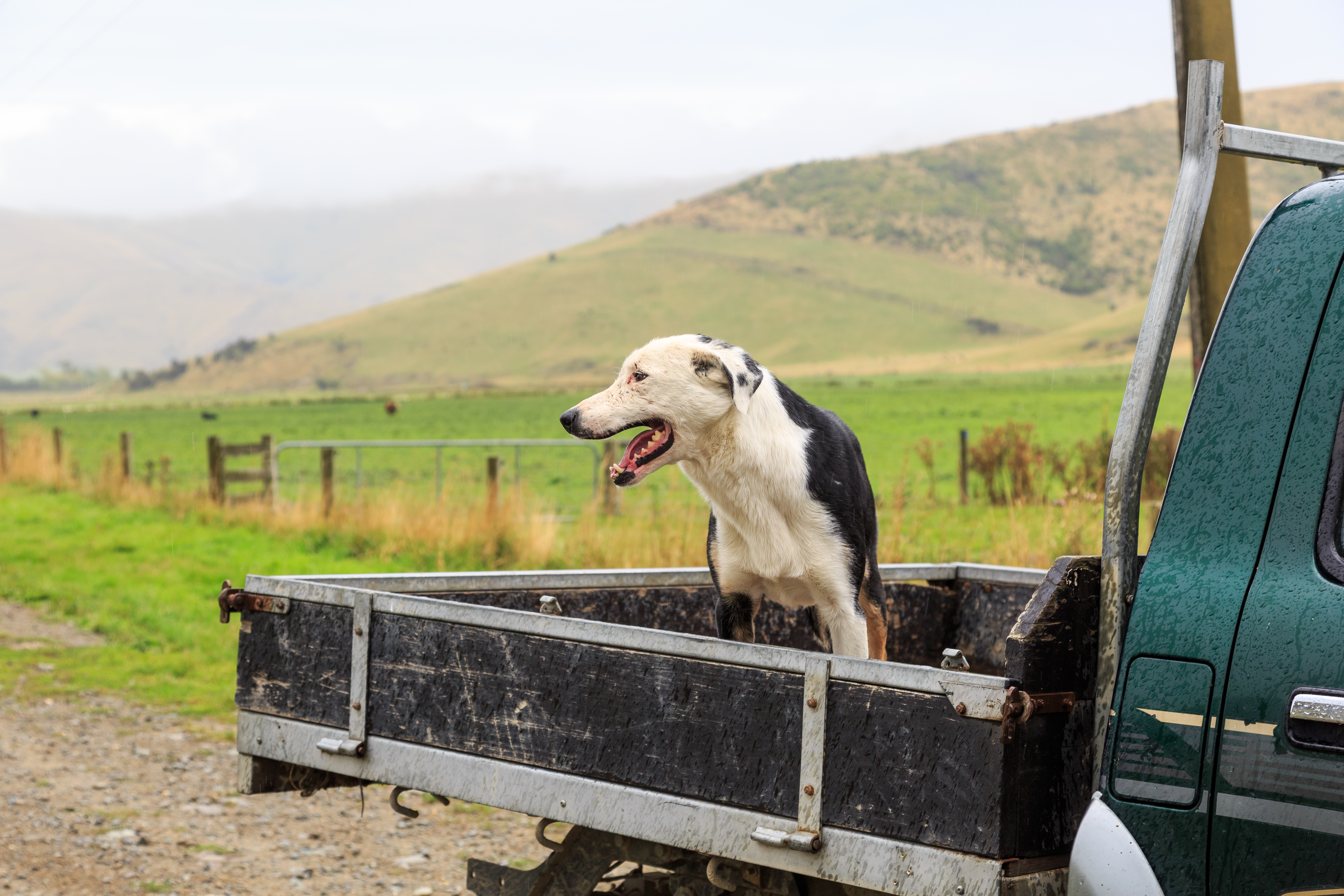 Dog In A Truck