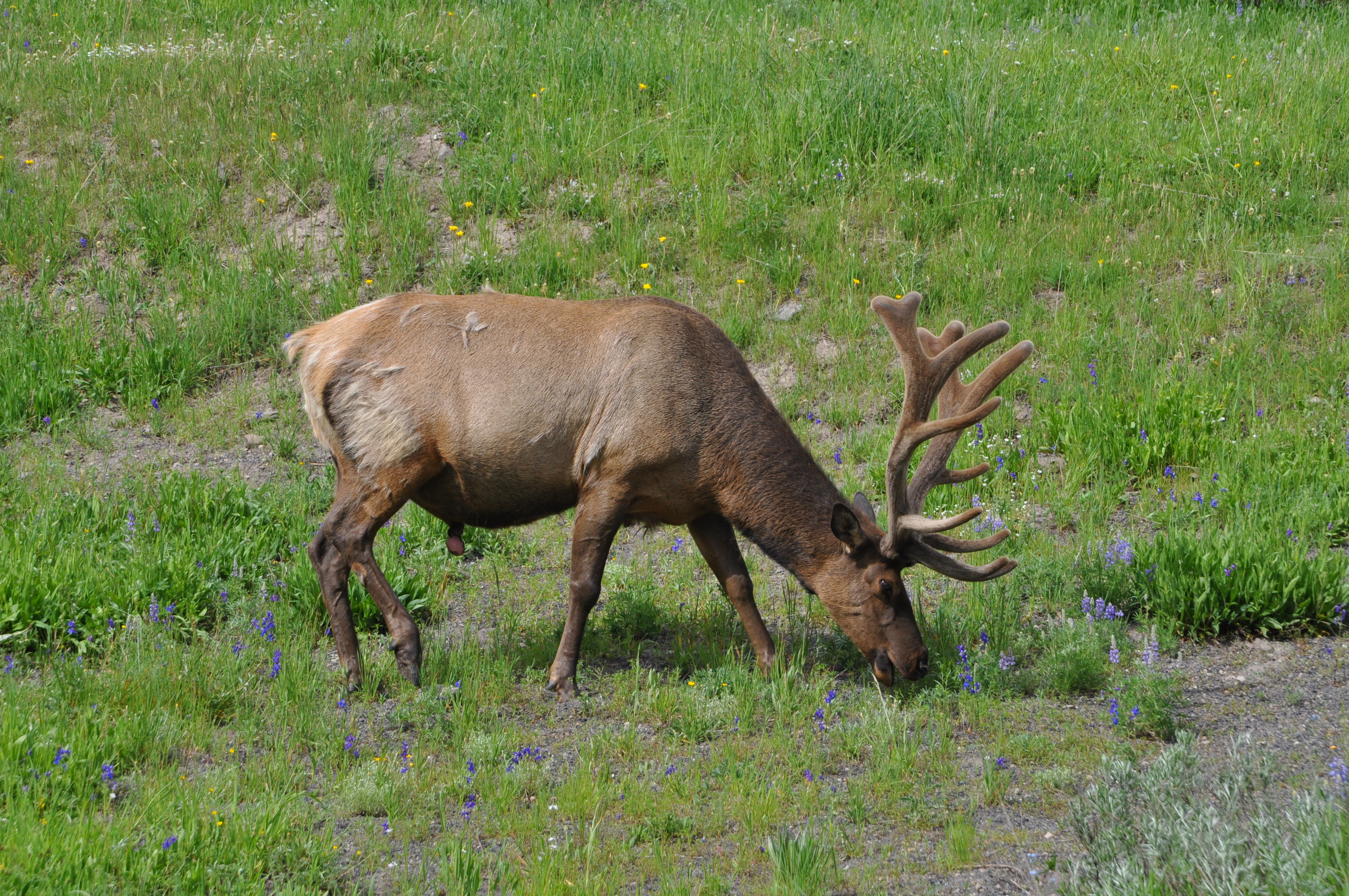 Big Game Hunting America