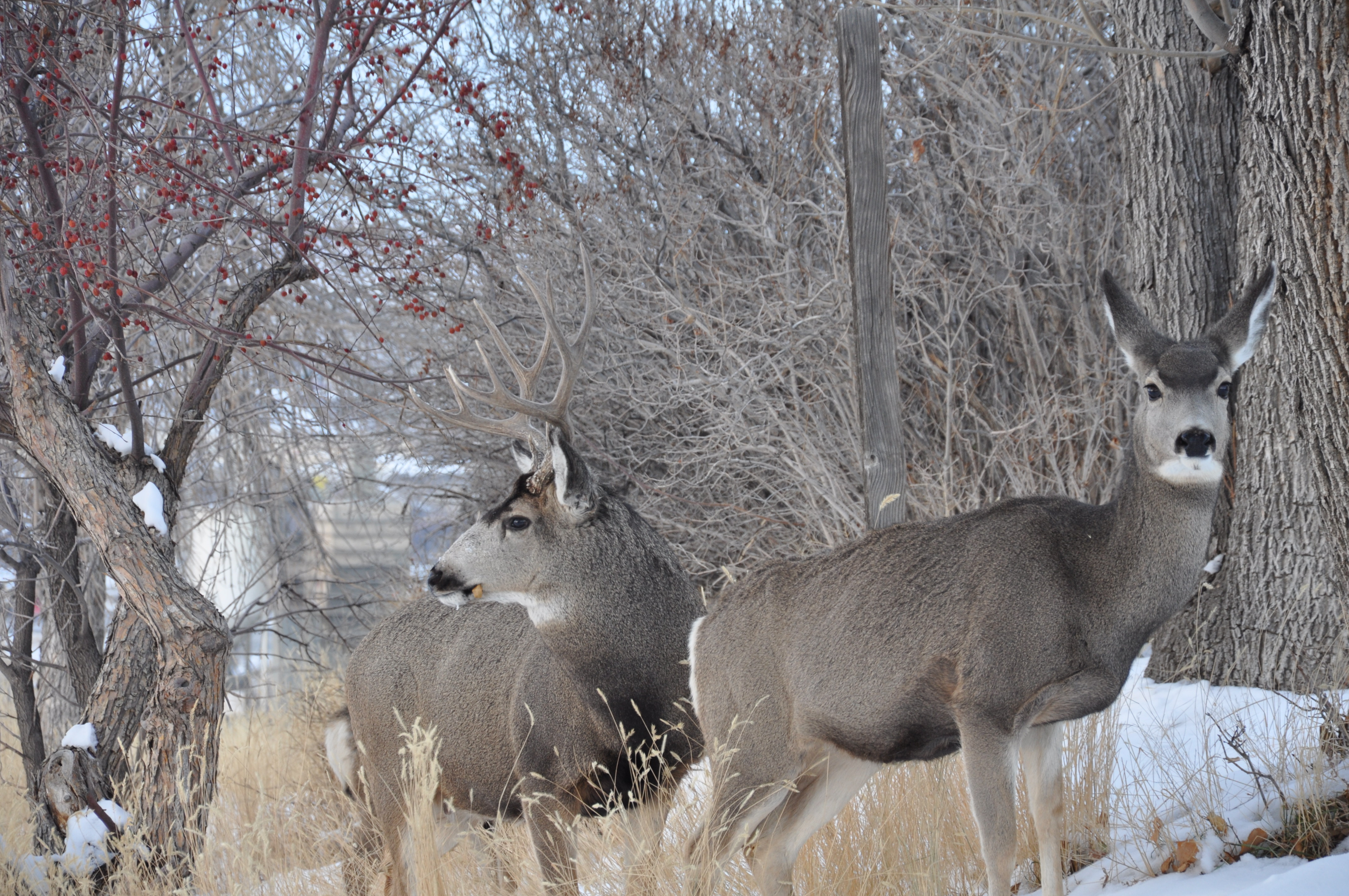 Bowhunt for Deer