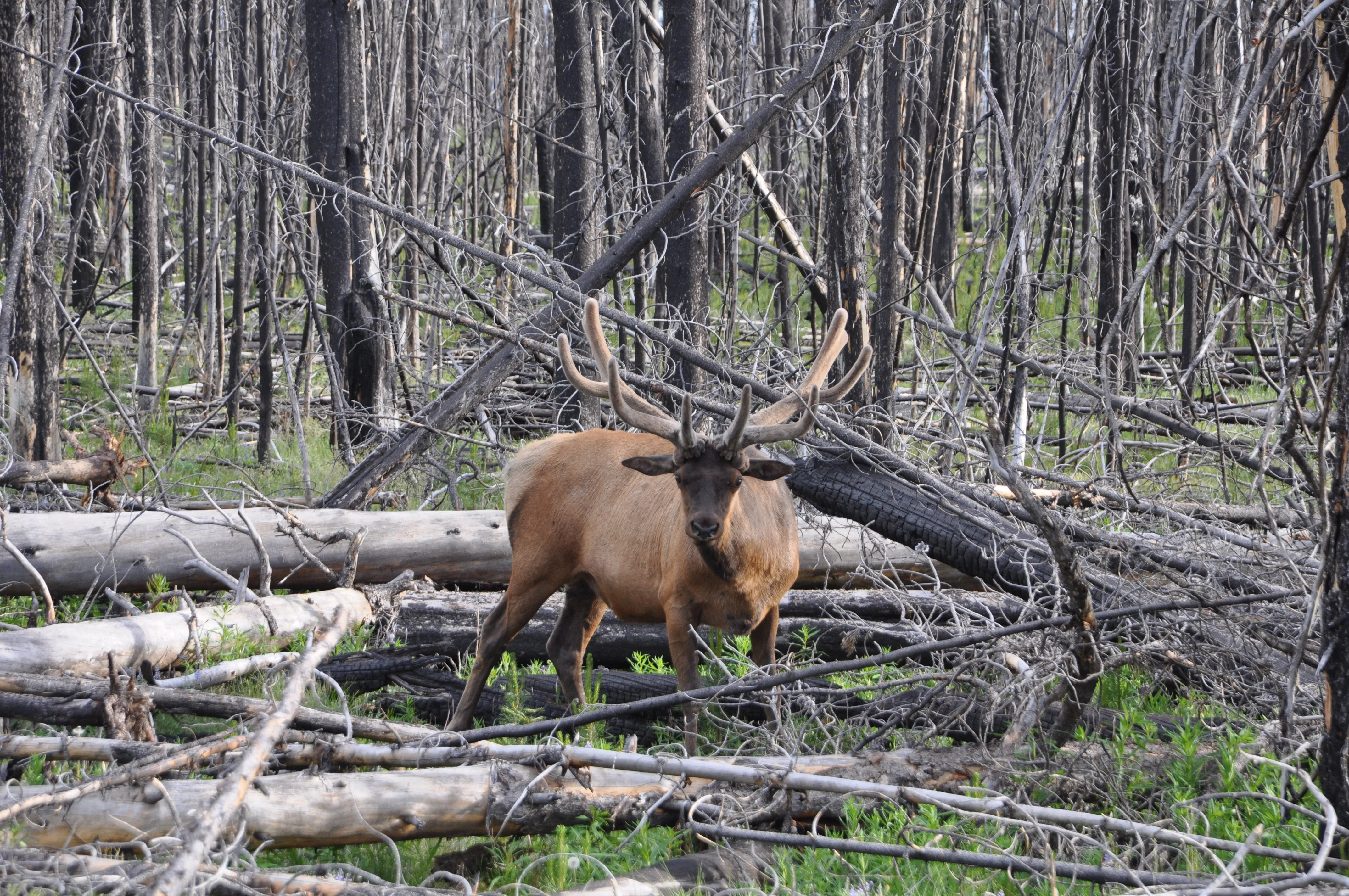 Best Elk Hunting Areas