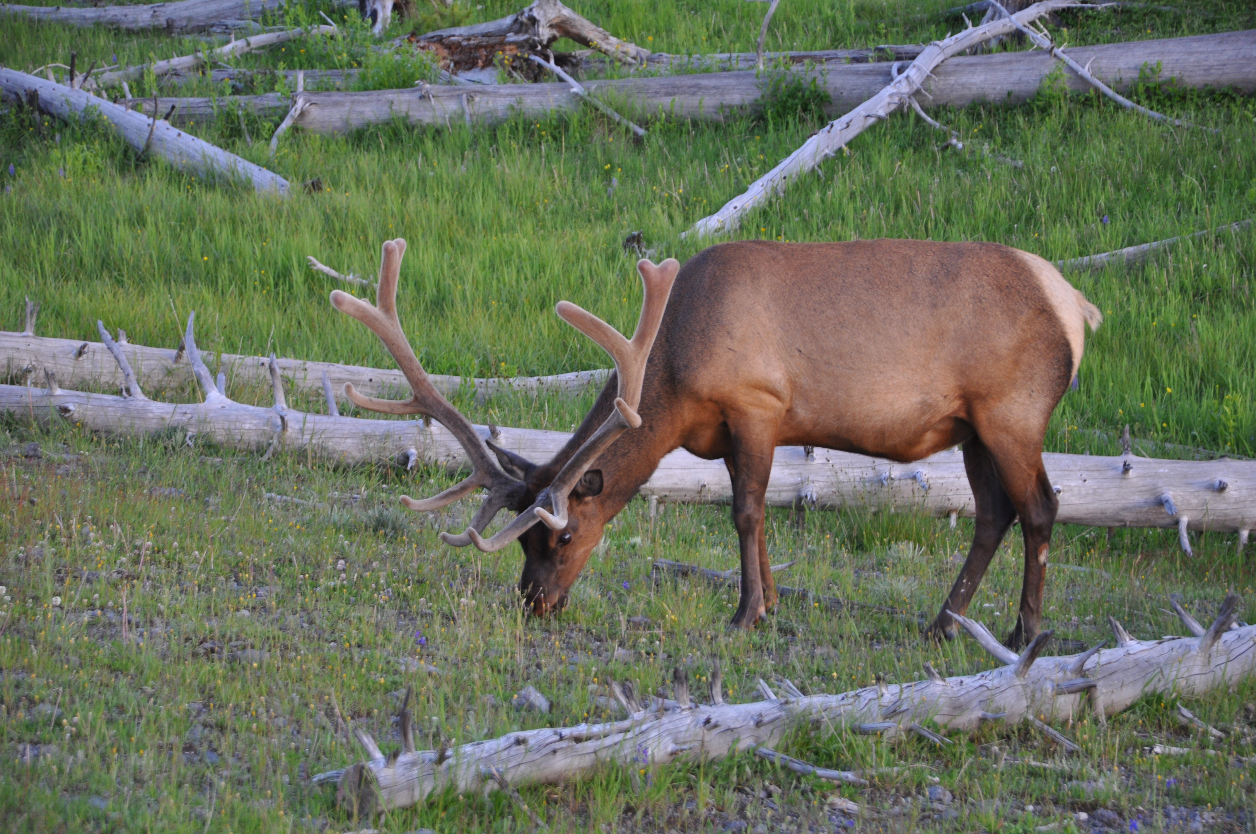 Herrera v. Wyoming