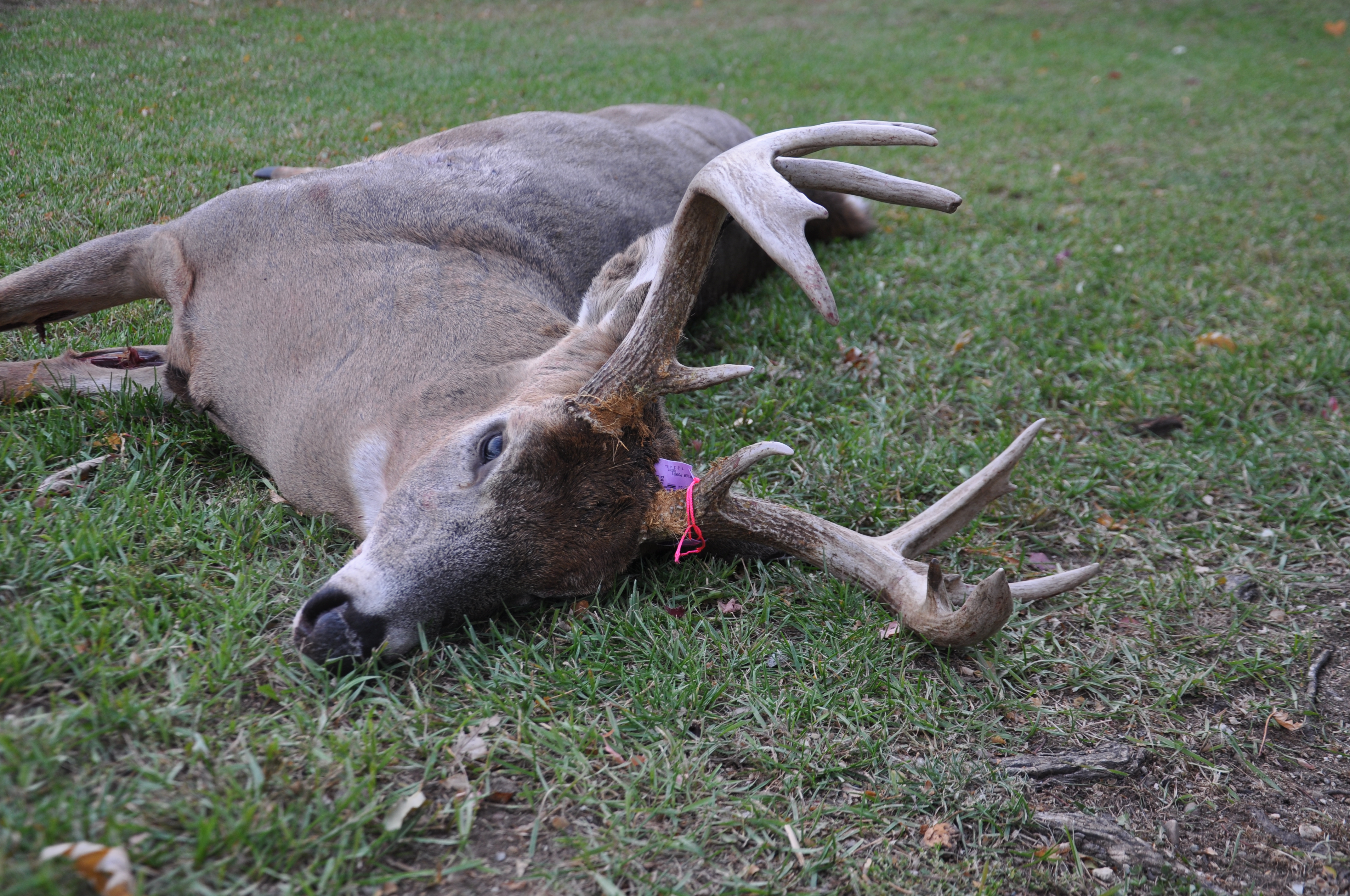 Bowhunt for Deer