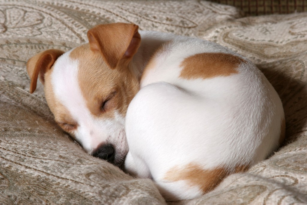Dog sleeping in fuzzy bagel