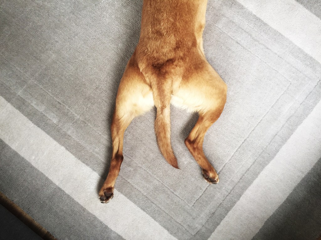 Golden retriever laying flat, splooting.