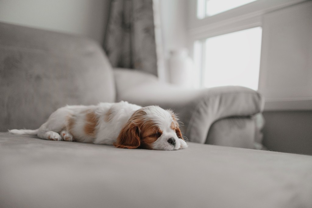 tired cavalier king charles spaniel puppy sleeping on a bed