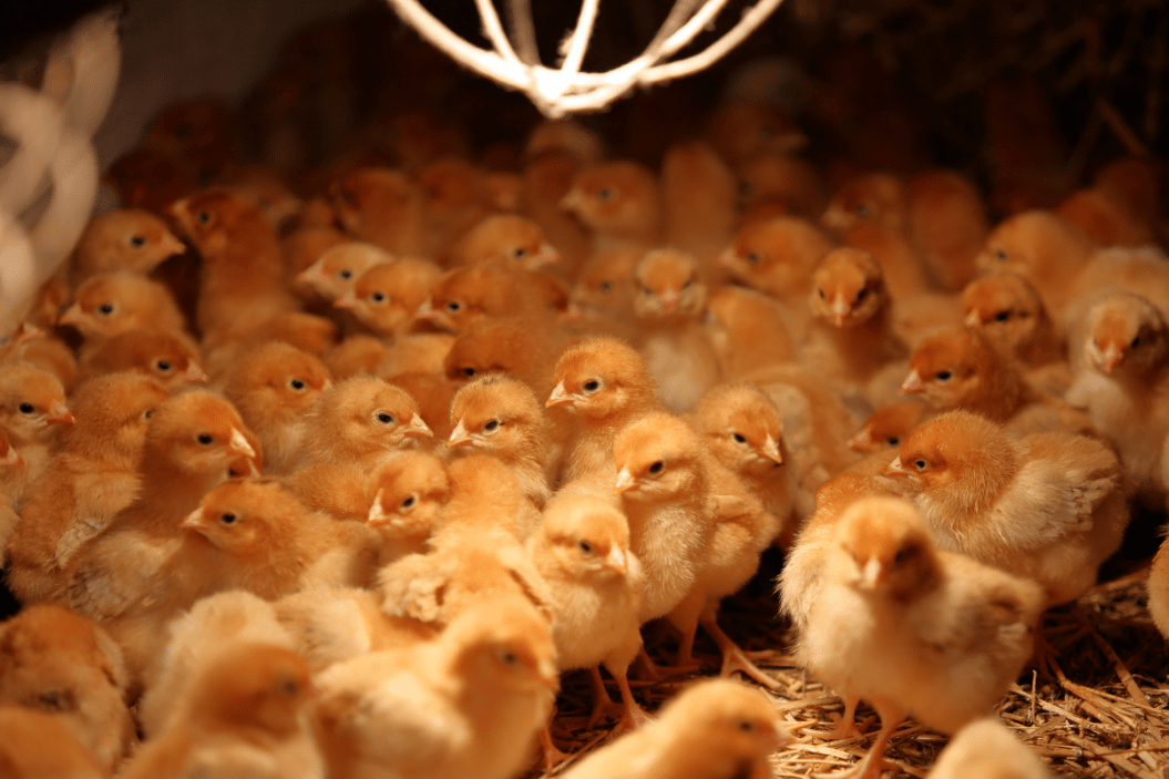 How Long Do Chicks Need a Heat Lamp? Time, Temperatures + Benefits