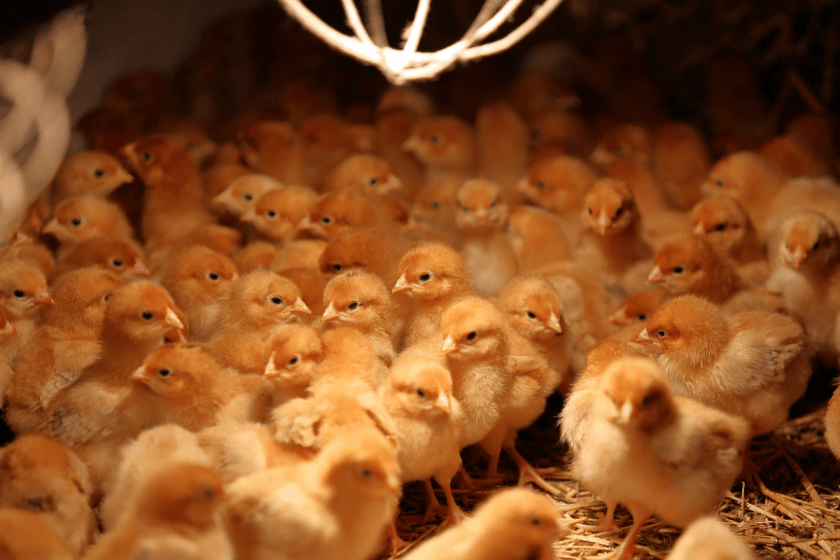 How Long Do Chicks Need a Heat Lamp? Time, Temperatures + Benefits