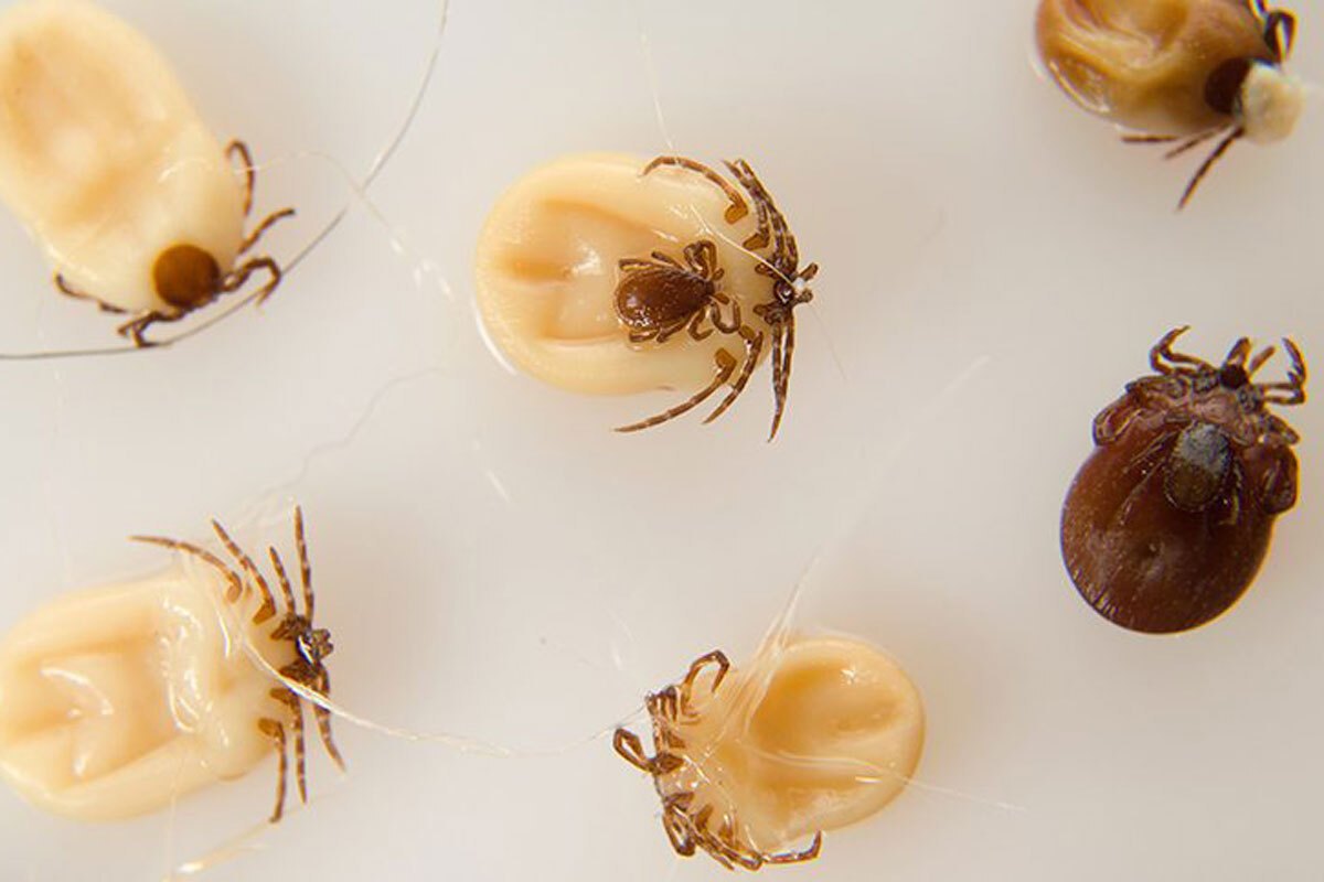 How to Avoid Ticks and the Apparent Apocalypse They're Bringing Forth ...