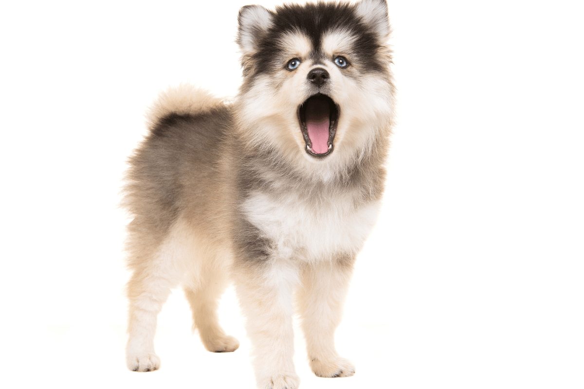 Pomsky to pomsky 2024 breeding