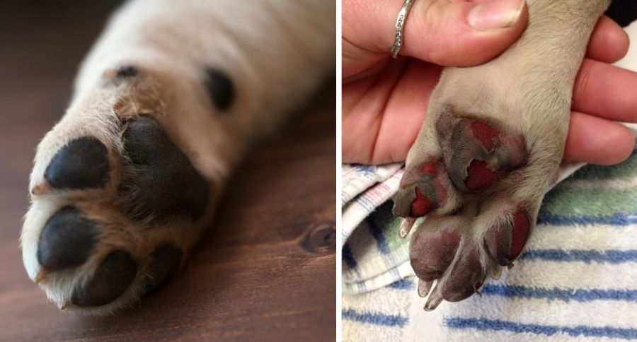Ways to Protect Your Dogs Paws from Hot Pavement