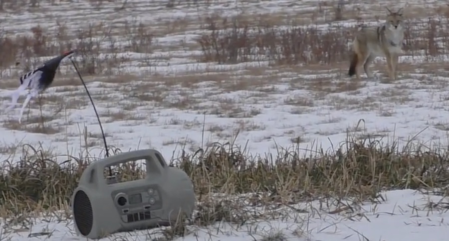 Watch This Hunter Drop A Coyote With A 204 Ruger