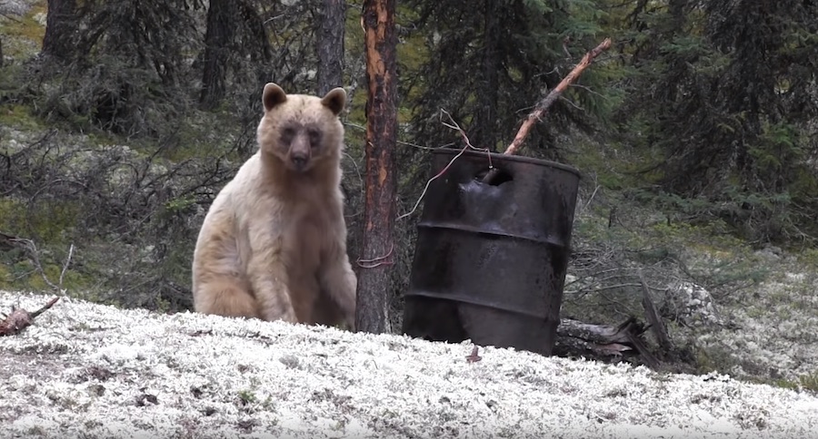 You Won't Believe How This Guy's Color Phase Bear Slam Quest Ends