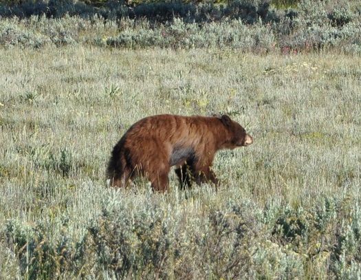 Big Game Hunting America