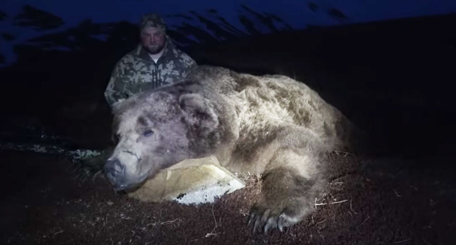 brown bear hunt