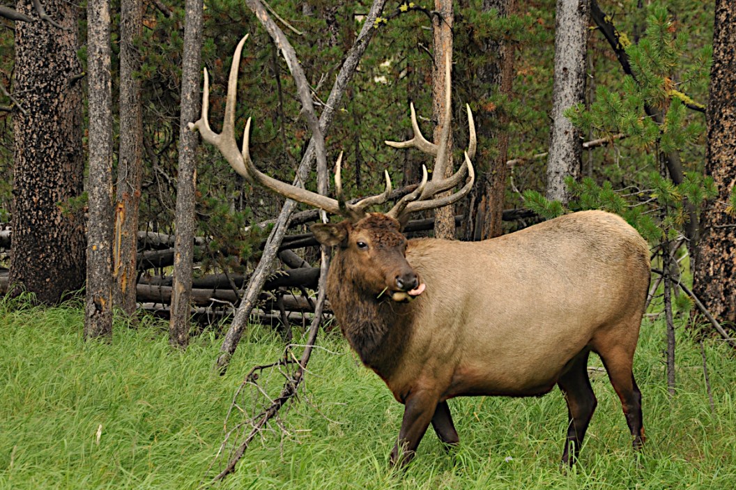 10 Best Elk Hunting Areas in North America Wide Open Spaces