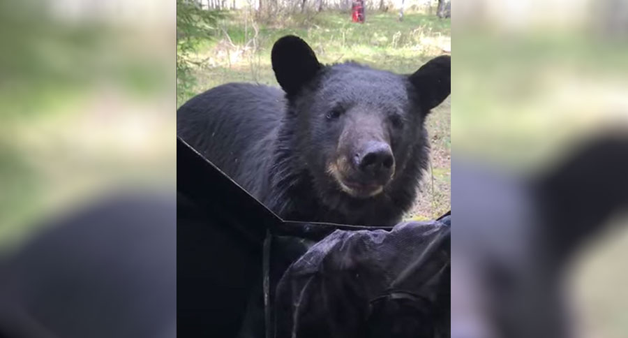 black bear