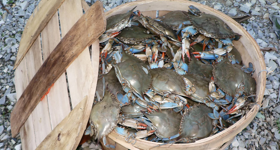 maryland blue crab population