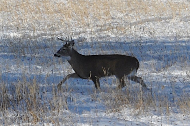 Best Ohio Public Hunting Land By Deer Density