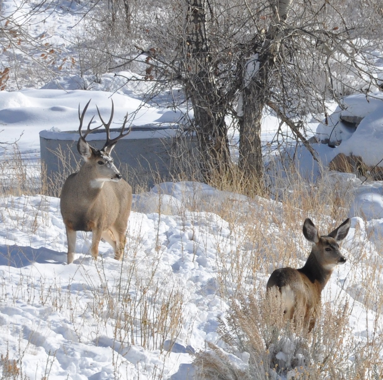 Big Game Hunting America