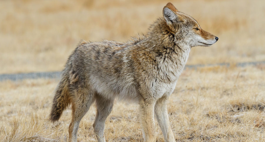 coyote affecting deer populations