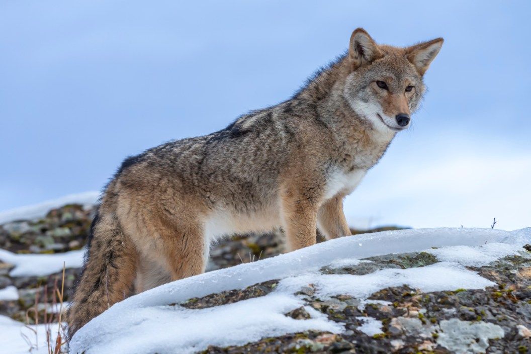 Coyote Hunting Calls