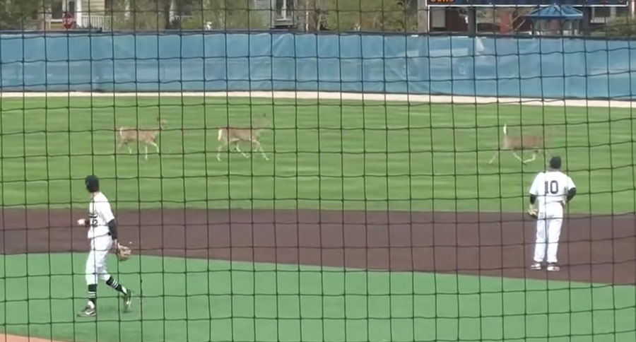 deer interrupt college baseball game