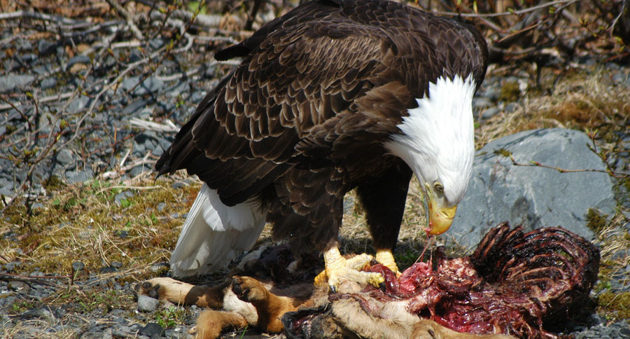 bald eagle