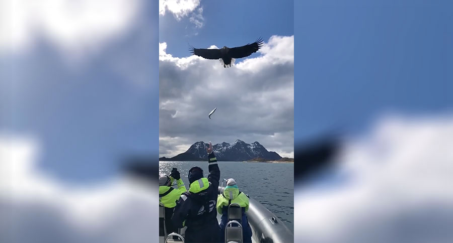 white-tailed eagle