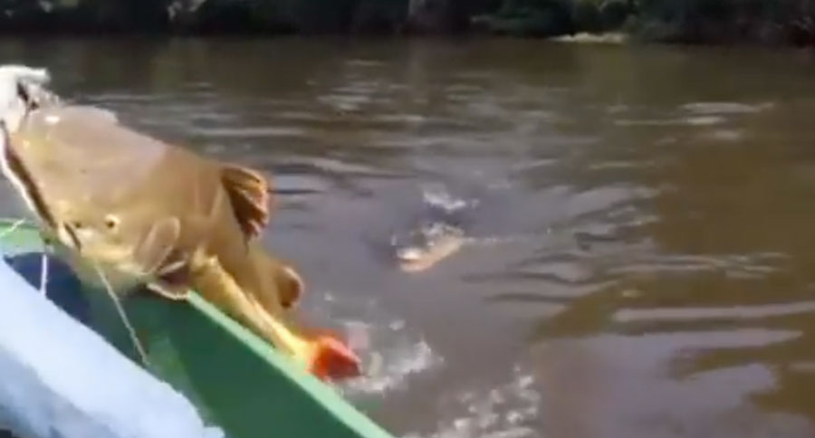 alligator chases redtail catfish