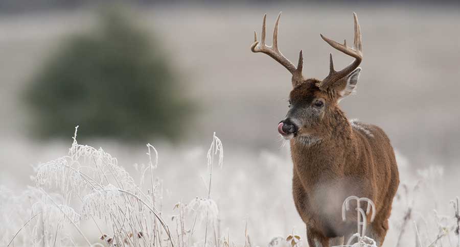 South Dakota Deer Hunting Season