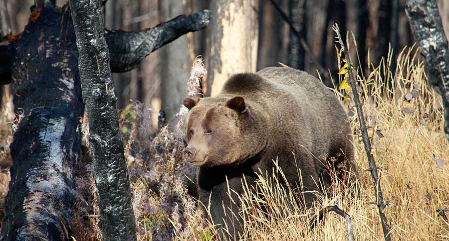 Grizzly Hunting Ban