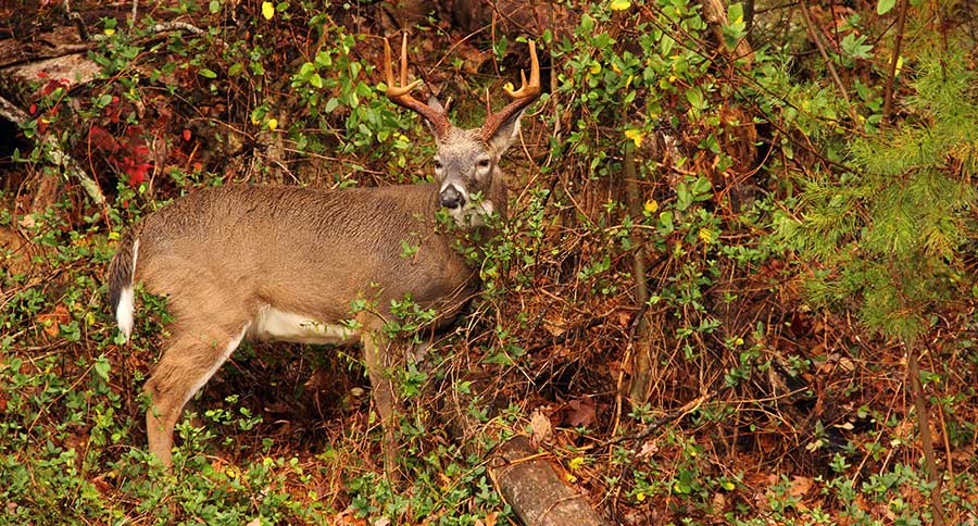 North Carolina Deer Season